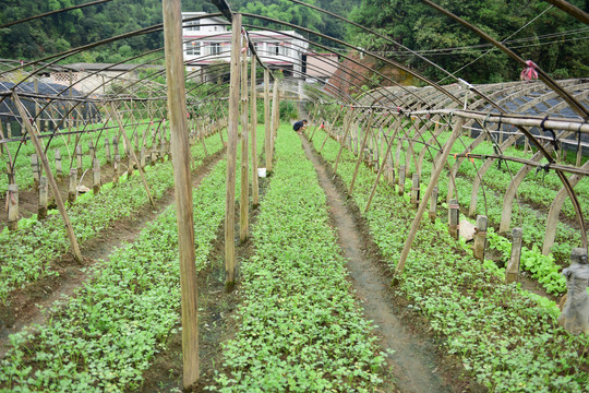 农田菜地大棚西芹