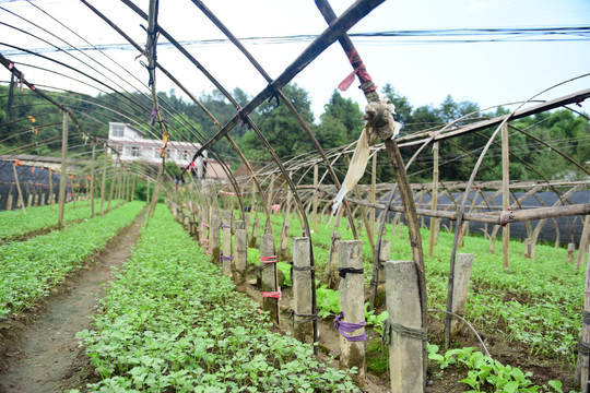 农田菜地大棚西芹