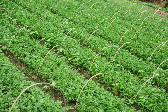 西芹种植高效农业