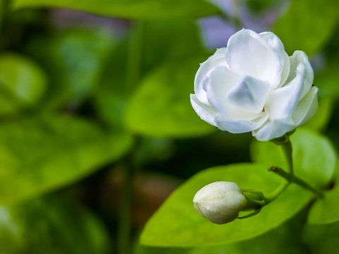 茉莉花