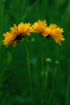 黄菊花