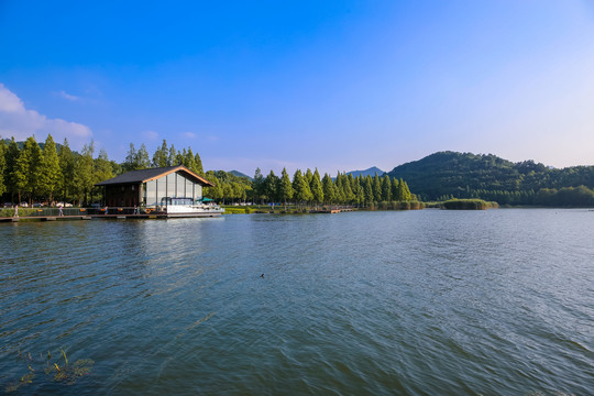 宁波东钱湖水杉