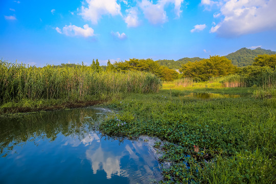 宁波马山湿地