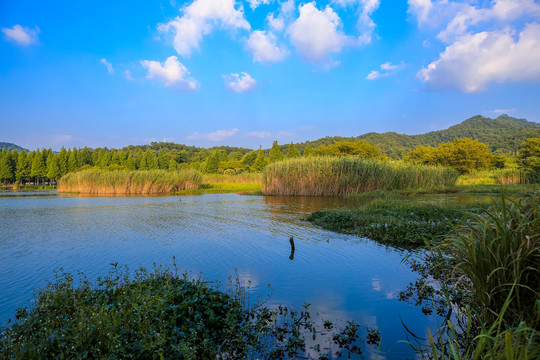 宁波马山湿地