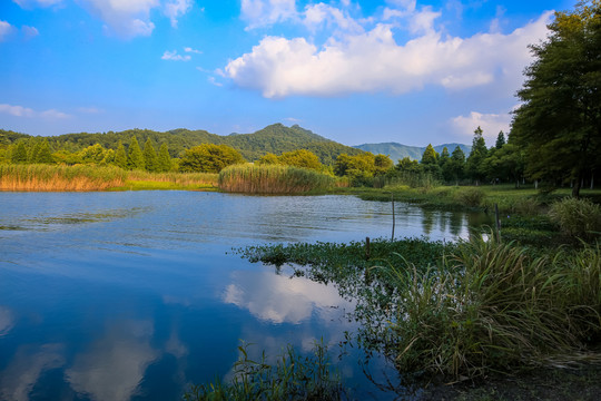 宁波马山湿地芦苇荡