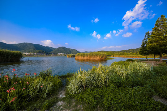 宁波马山湿地芦苇荡