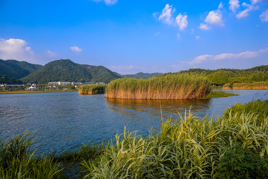 宁波马山湿地芦苇荡