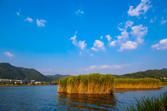 宁波马山湿地芦苇荡