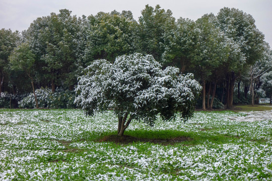 雪中树