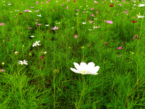 格桑花花海