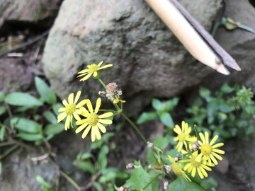 小雏菊花