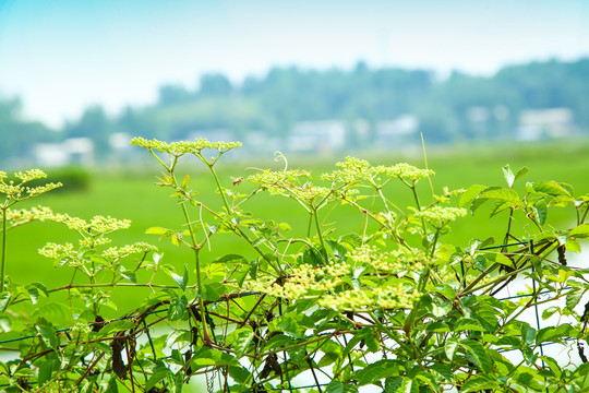 绿植背景