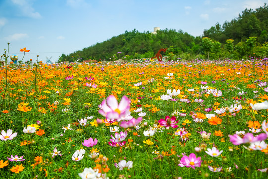 七彩波斯菊花