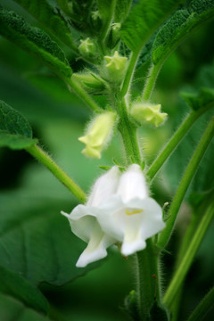 芝麻开花