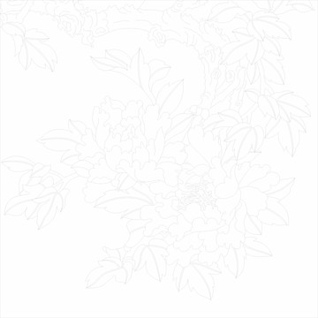 牡丹花開(kāi)