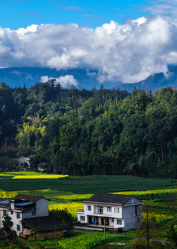 蓝天白云油菜花地四川民居