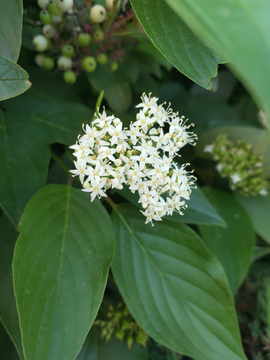 红瑞木 繁花似锦 毛栎  夏季