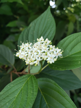 红瑞木 繁花似锦 毛栎