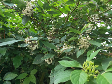 红瑞木 繁花似锦 毛栎