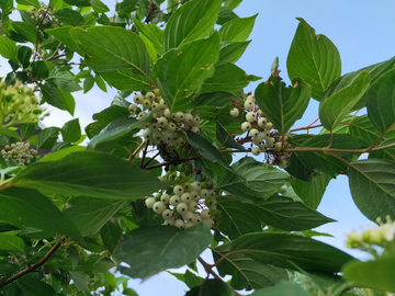 红瑞木 繁花似锦 毛栎  夏天