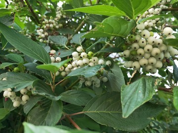 红瑞木 繁花似锦 毛栎 小白花