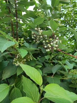 红瑞木 繁花似锦