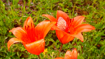 野百合花