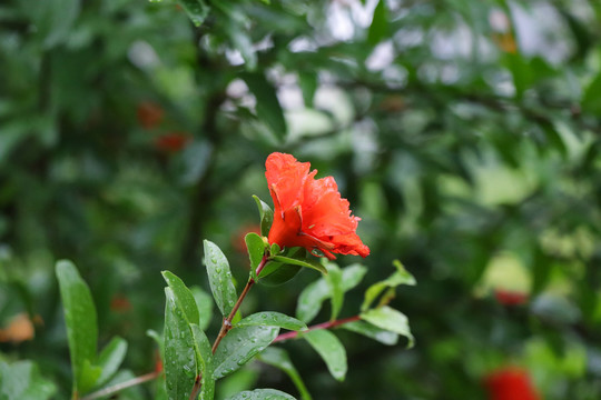 石榴花安石榴