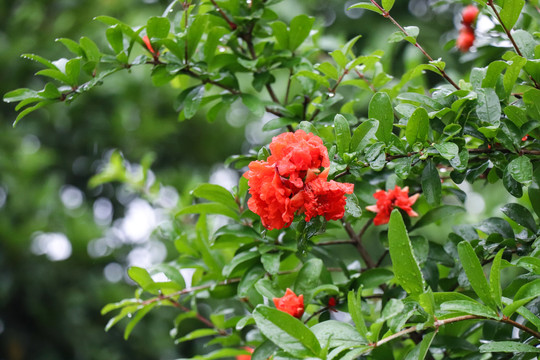 石榴花安石榴