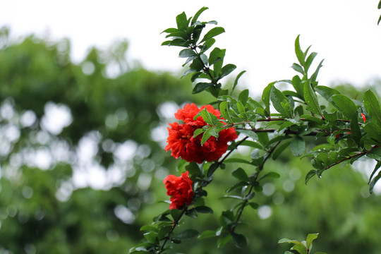 石榴花安石榴