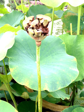 殘荷