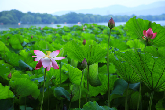 曲院风荷