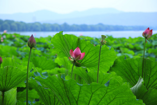 曲院风荷