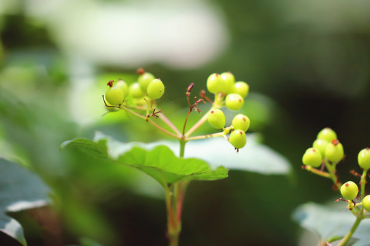 欧荚迷大图