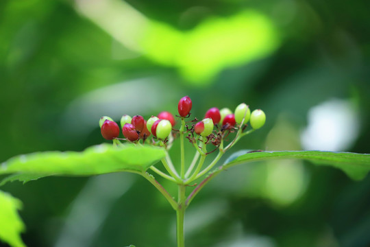 欧洲荚迷