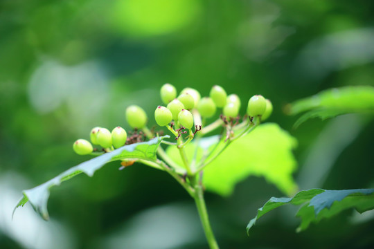 欧洲荚迷