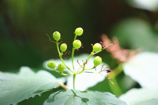 欧洲荚迷