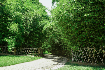 绿色竹林小道