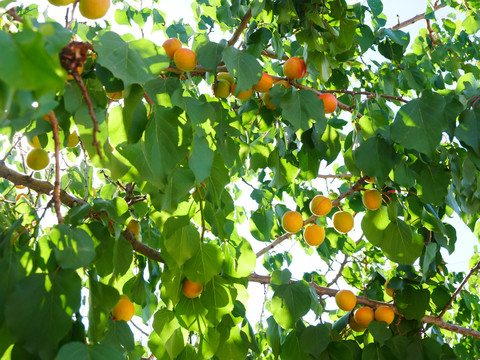 树上干杏