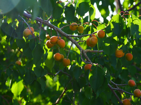 树上干杏果园