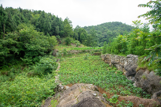 山间农田