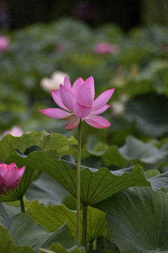 荷花特写