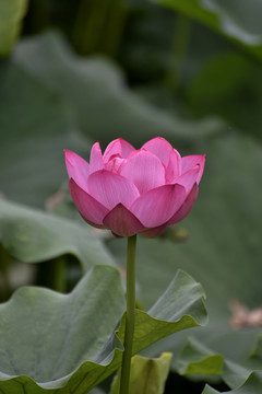 荷花特写