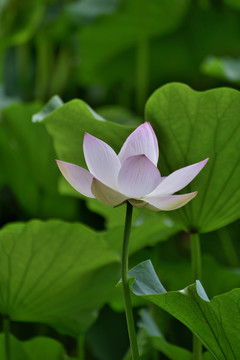 荷花特写