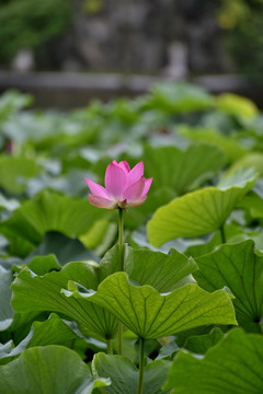 荷花特写