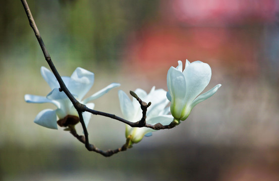 白玉兰花