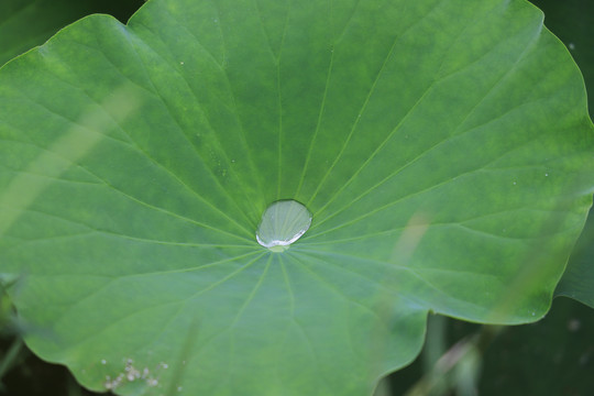 荷叶水珠