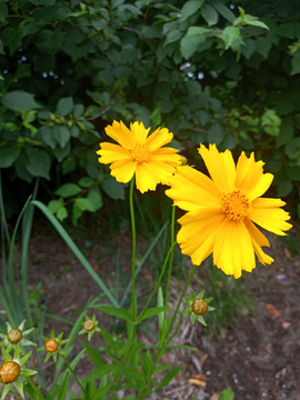 金鸡菊花