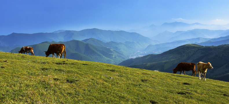 山景