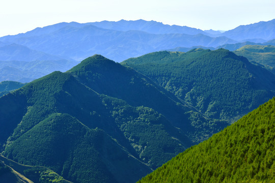 绿色山景